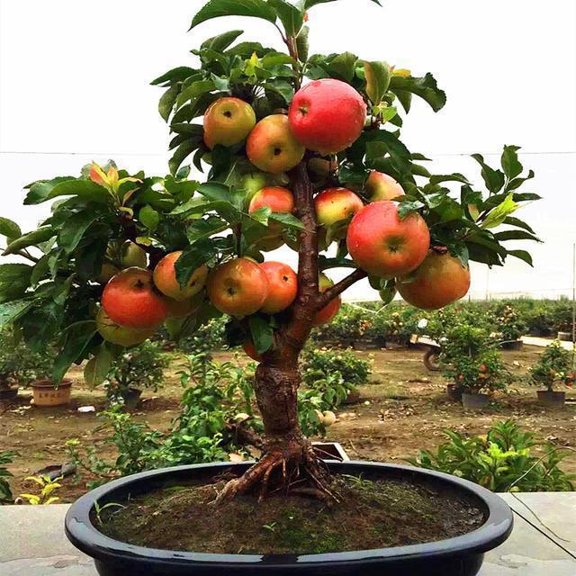 星空体育app官方下载我国最“高端”的盆栽果树一棵成果40个果子好吃都雅又好养！(图1)