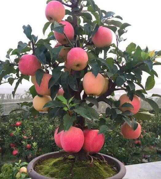 星空体育app官方下载我国最“高端”的盆栽果树一棵成果40个果子好吃都雅又好养！(图2)