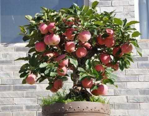 星空体育app官方下载我国最“高端”的盆栽果树一棵成果40个果子好吃都雅又好养！(图3)